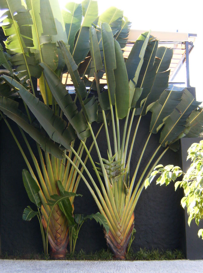 Ciranda do Desenho: Ravenala madagascariensis