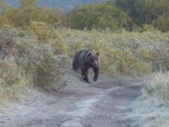 Crossing trails with a Grizzy Bear