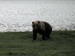 A bear meeting us for Breakfast