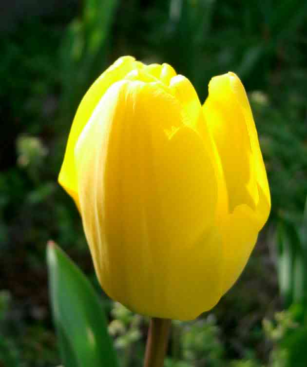 Azhar Azzurri Tahukah Anda Bunga  Tulip  Warisan 