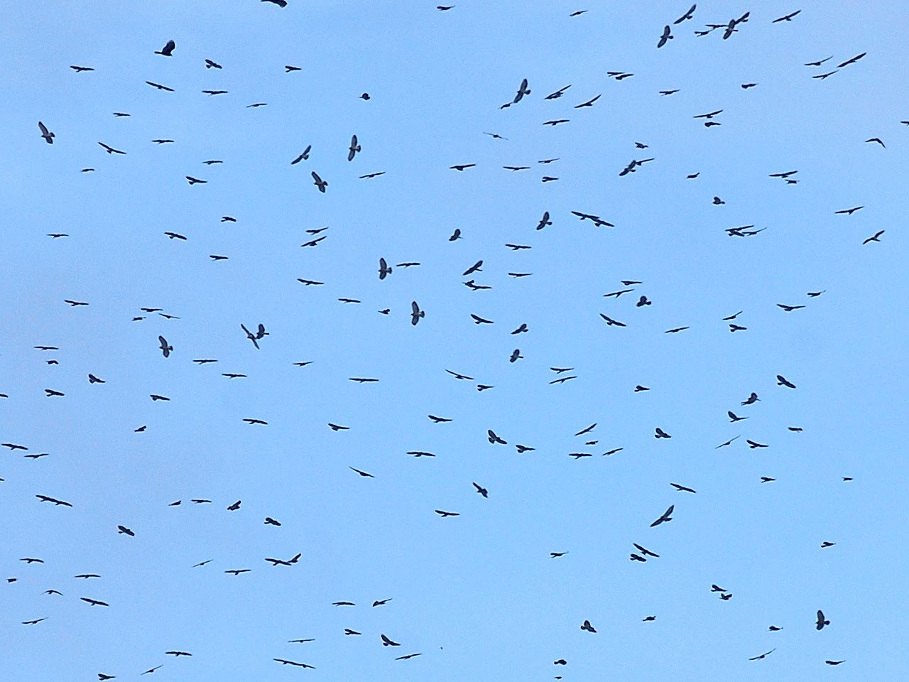 Jan Axel's Blog: Hundreds of thousands of birds (not joking again)!