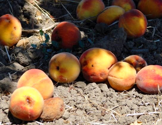 [peachgrd.jpg]