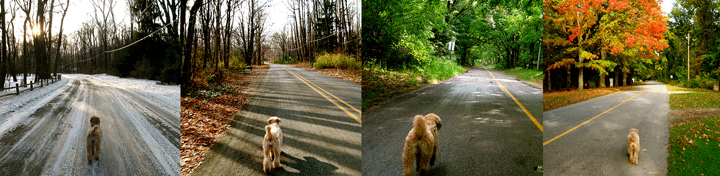 [YearRoundWalks.gif]
