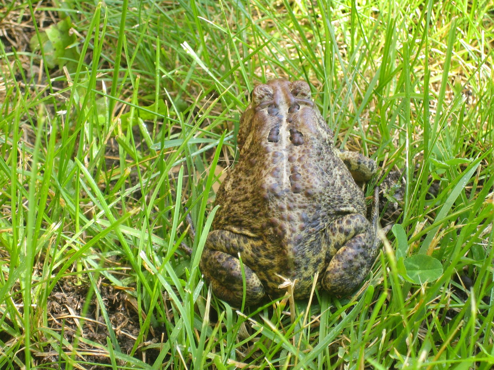 Caca-niqueis Wild Frog