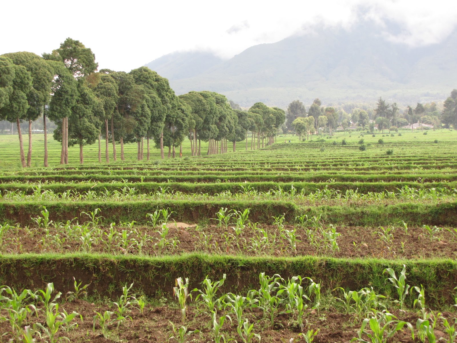 Lil and John meandering through Africa: Parc National des Volcans, Rwanda