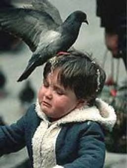 BirdPoop