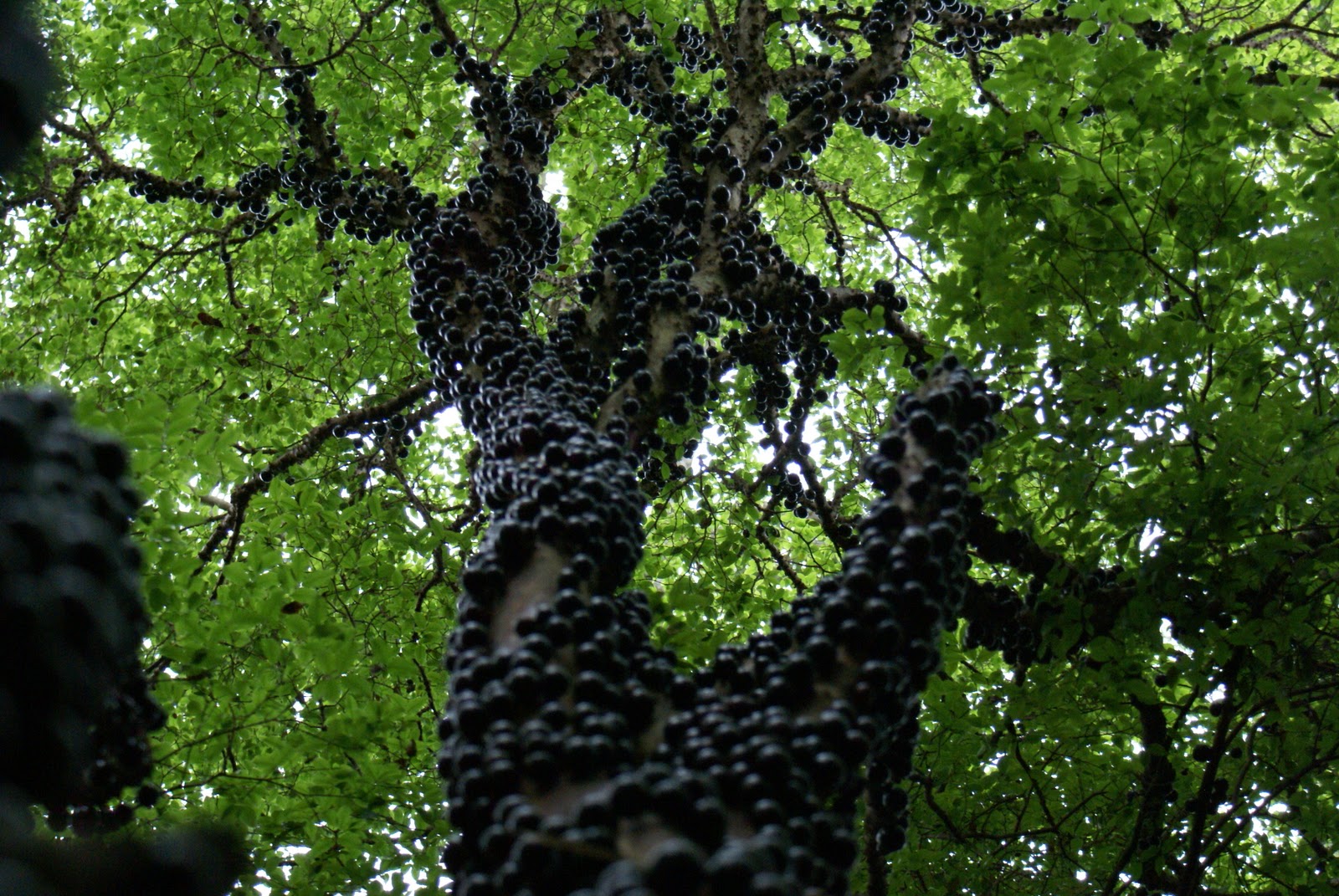 Каулифлория Амазонка