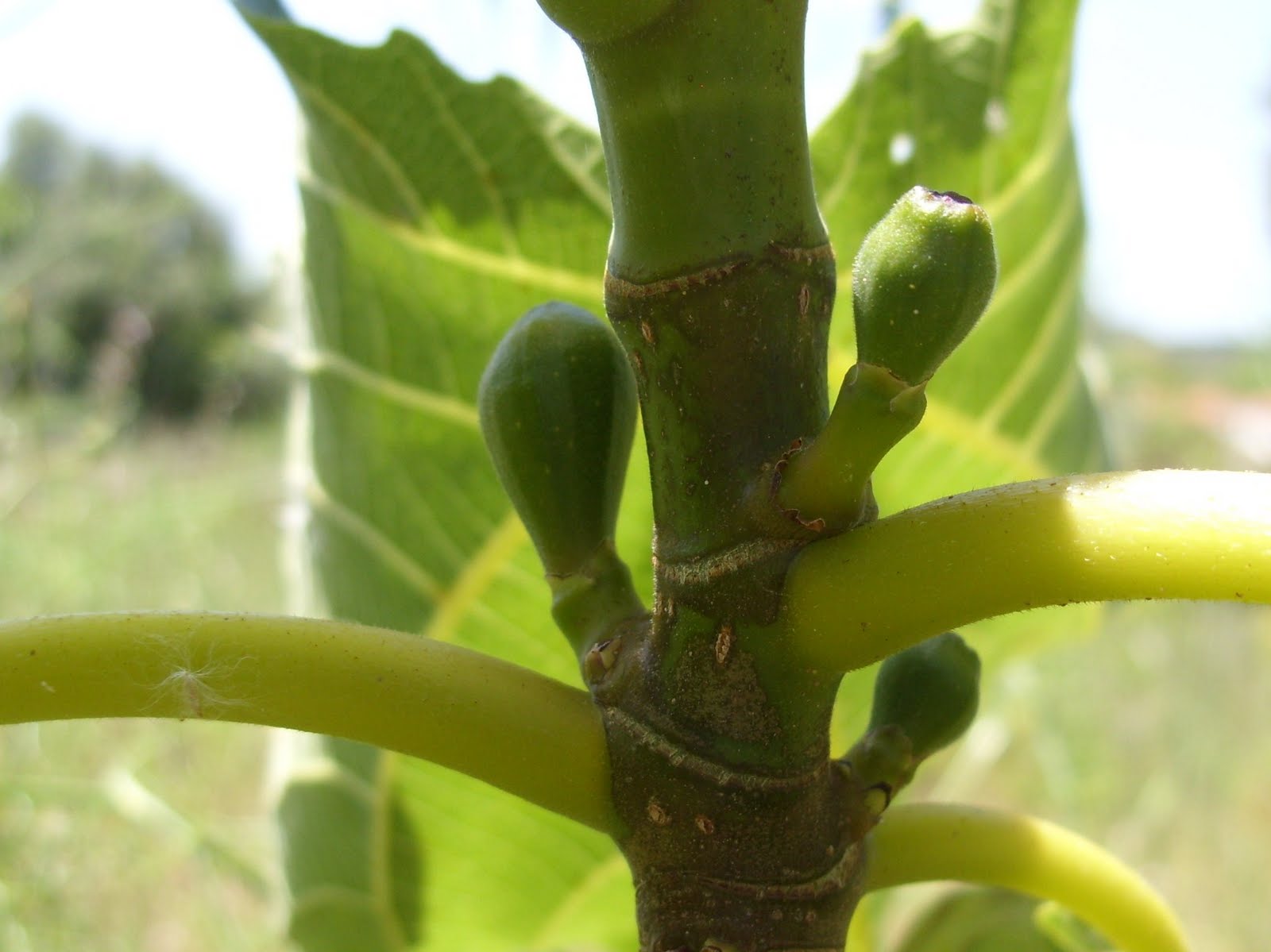 Horta de São Bruno Figueiras