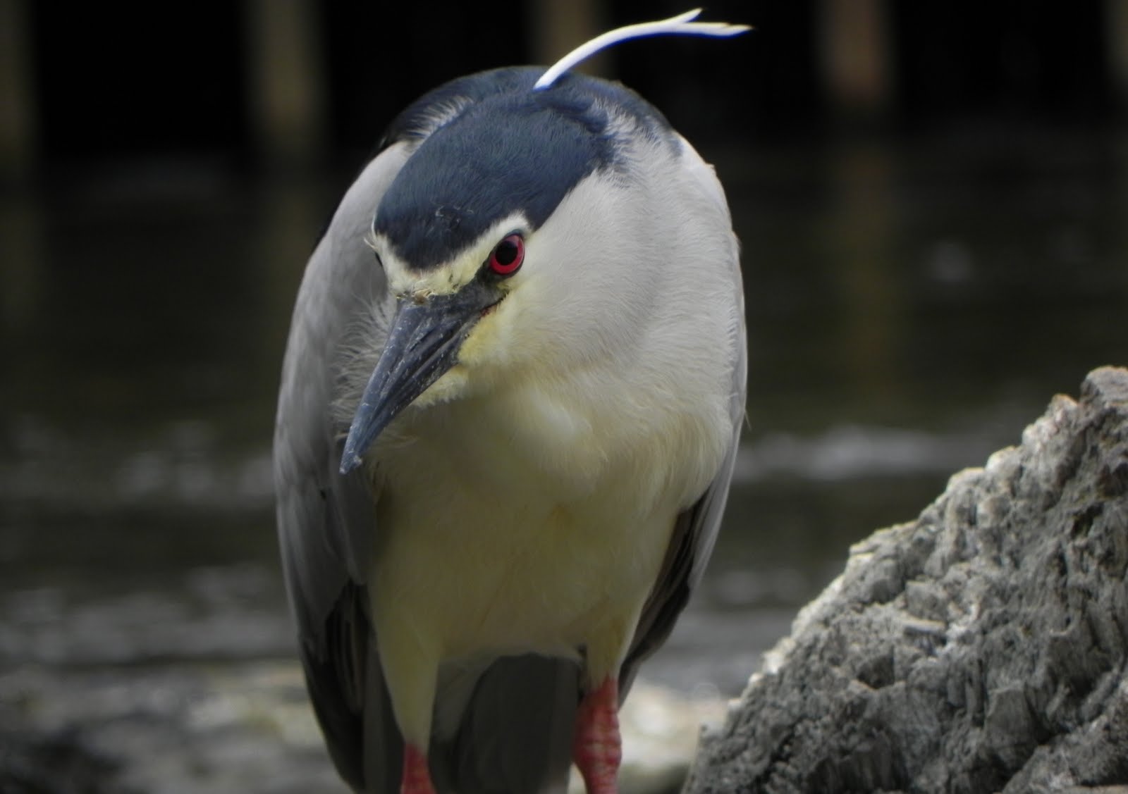 東京都心の野鳥たち: 横十間川親水公園 野鳥の島 ＆ 仙台堀川 ...