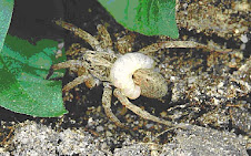 Araña Parasitada