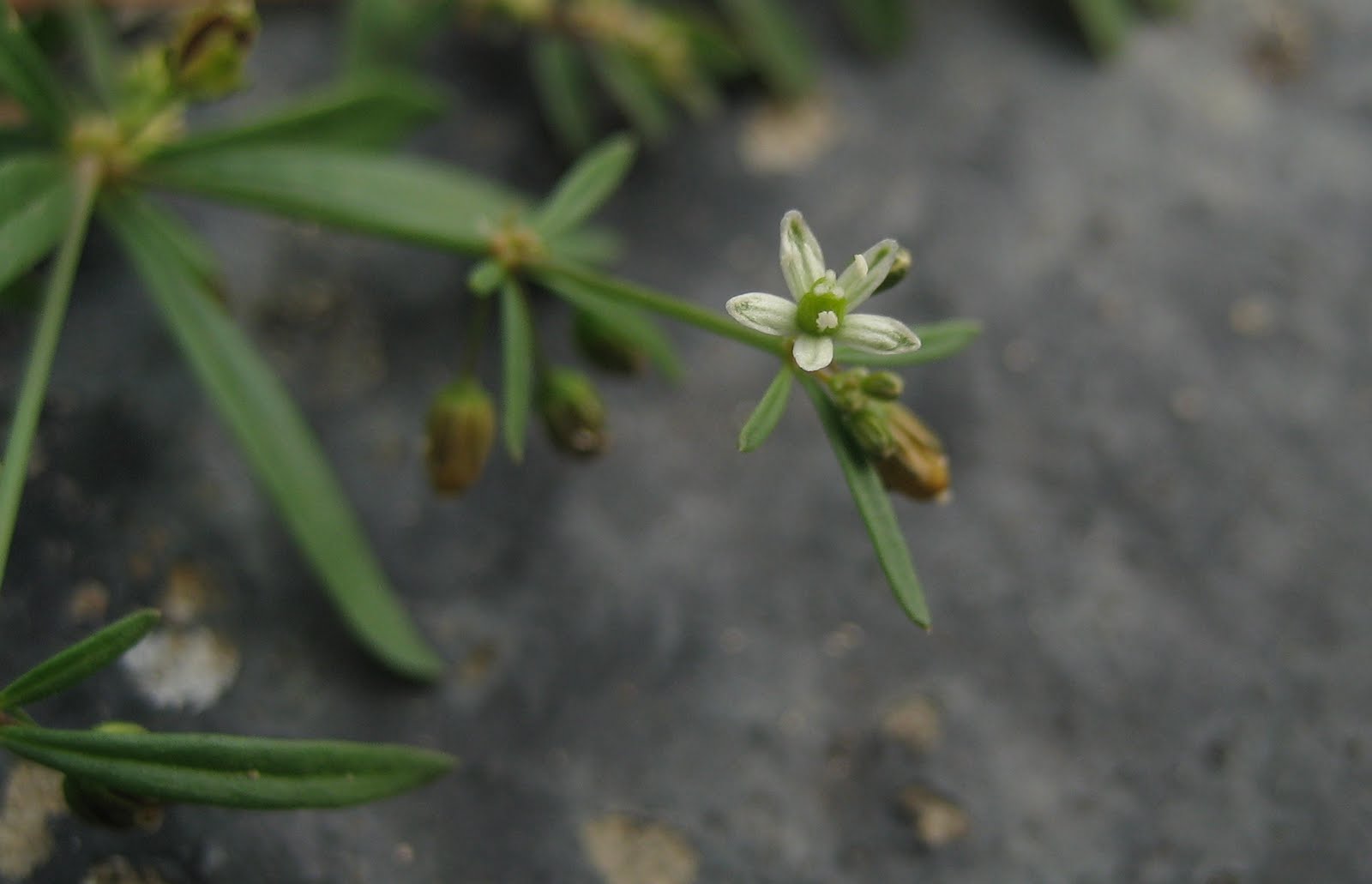 Ondine's Curse green carpetweed