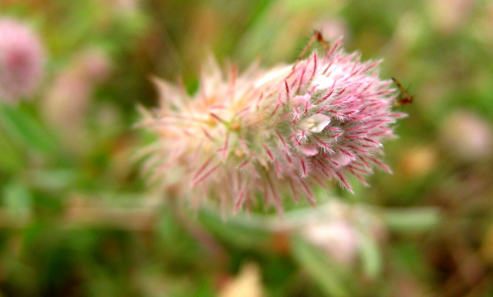 Rabbit foot clover plant