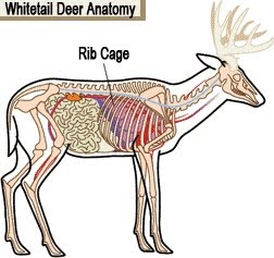 Whitetail University: Anatomy