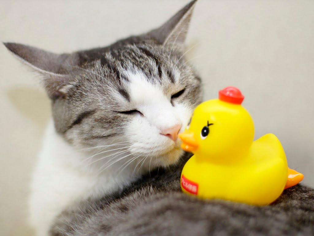 Cat duck