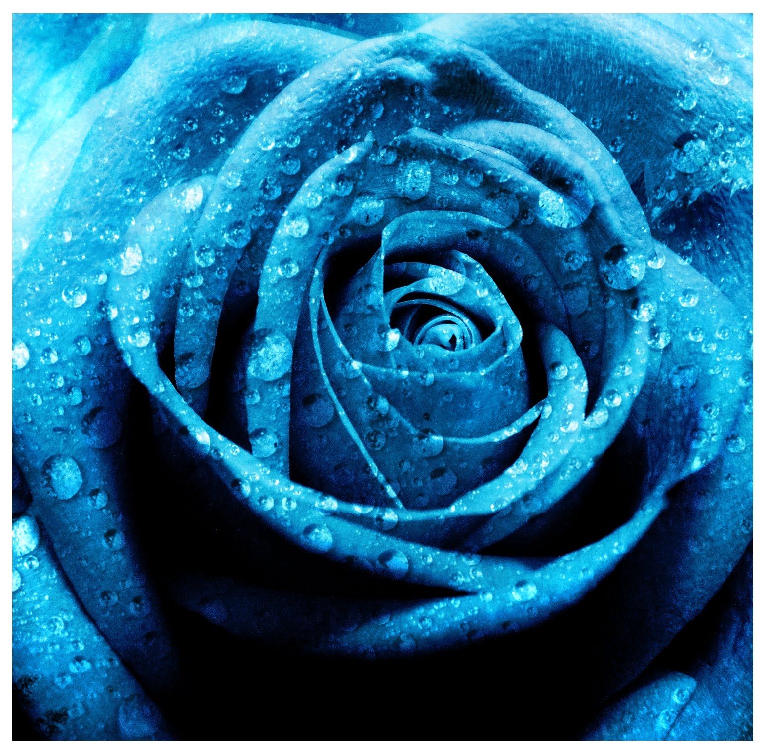 Ewallpics: 30 Beautiful Red And Blue Rose Flower Wallpapers Upto 1920x1200