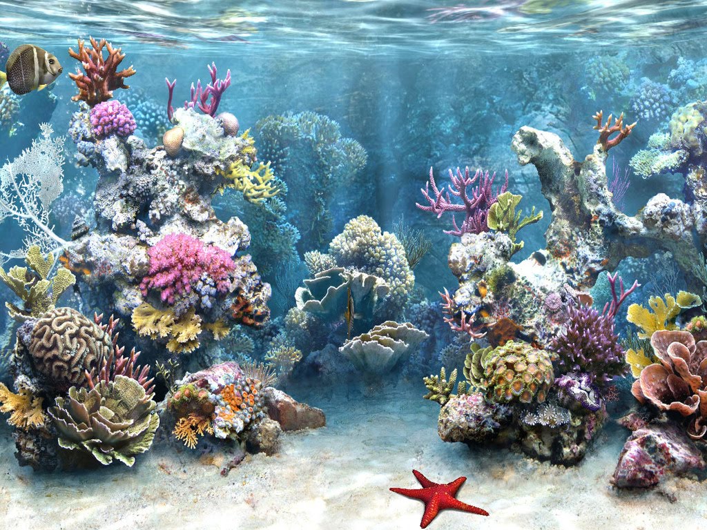 Wallpaper pemandangan bawah laut  Artikel Luarbiasa 