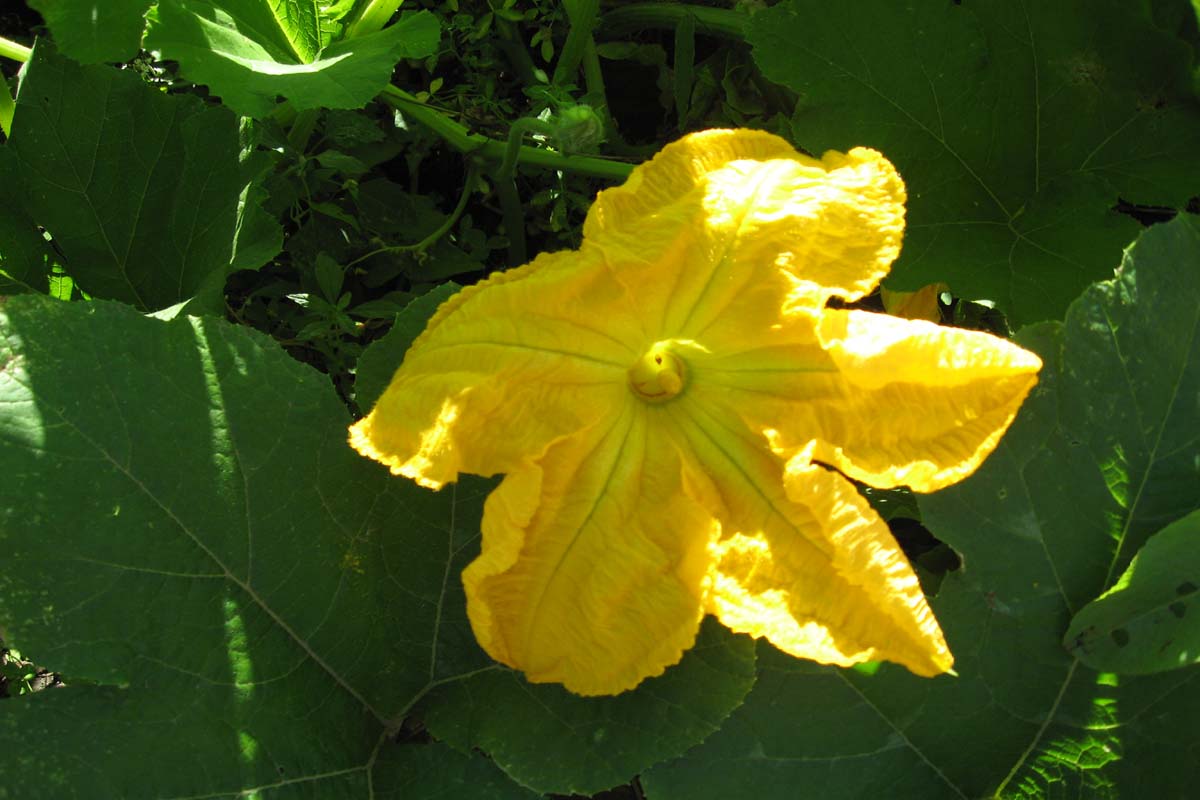 notstraight gardens How to Grow Pumpkins with Companion Planting