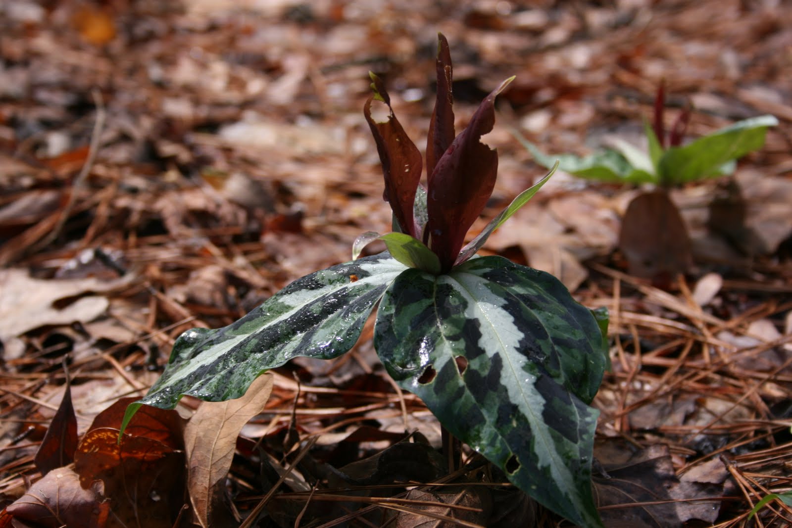 Native Florida Wildflowers Underwood's Wakerobin Trillium underwoodii