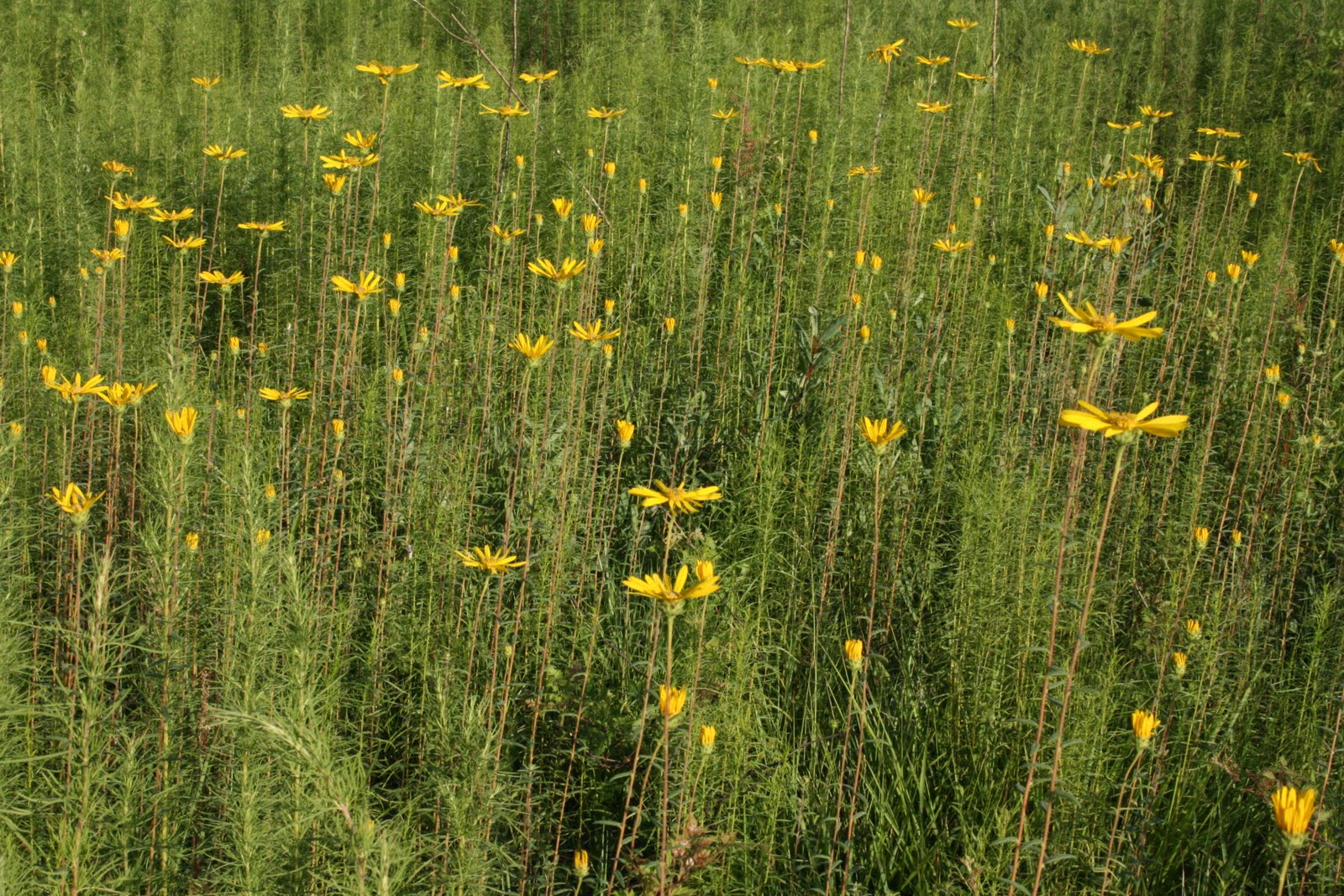 Native Florida Wildflowers Phoebanthus Phoebanthus grandiflorus