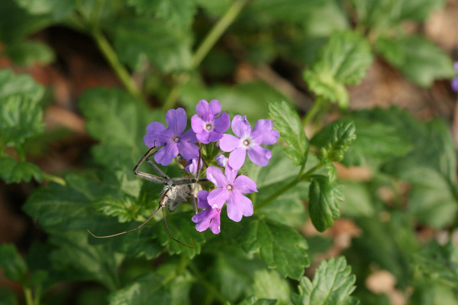 Native Florida Wildflowers Beach Verbena Gladularia
