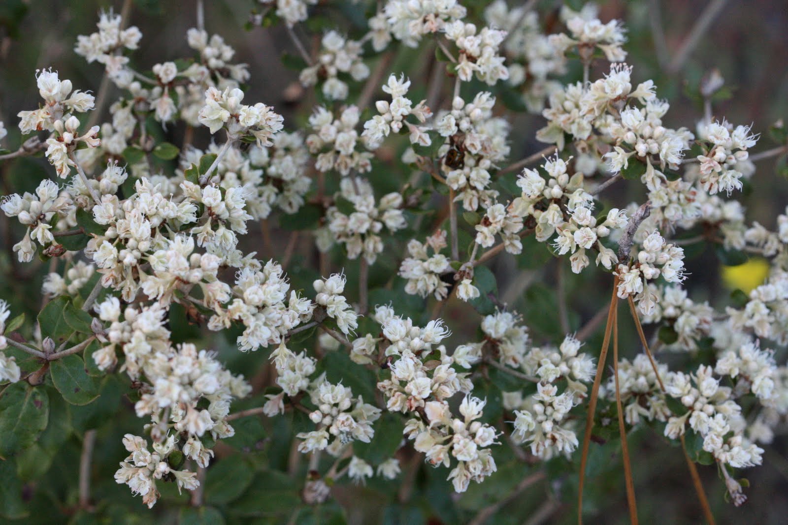 Native Florida Wildflowers Wild buckwheat Eriogonum tomentosum