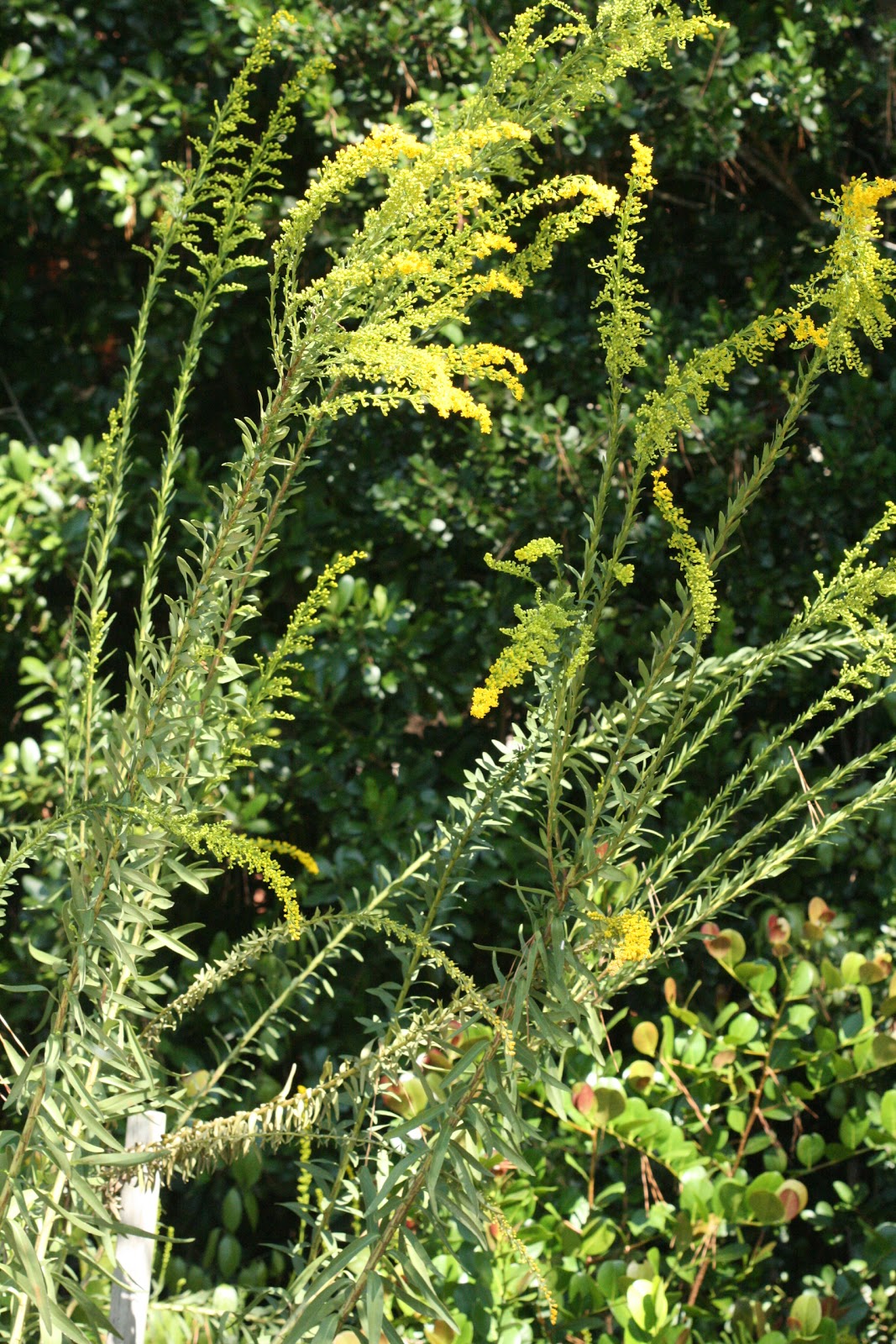 Native Florida Wildflowers Seaside goldenrod Solidago sempervirens