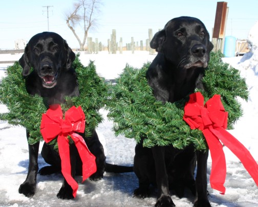 http://3.bp.blogspot.com/_UECpjOxyeeg/TPfWV2LxSdI/AAAAAAAAAFM/WjBx9prHNeI/s1600/Christmas+Dogs.jpg