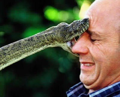 Outback Snack: Australia's most venomous snakes