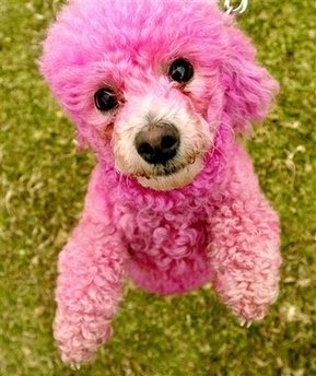 pink-poodle-pink-princess-1-year-old-toy-poodle.jpg