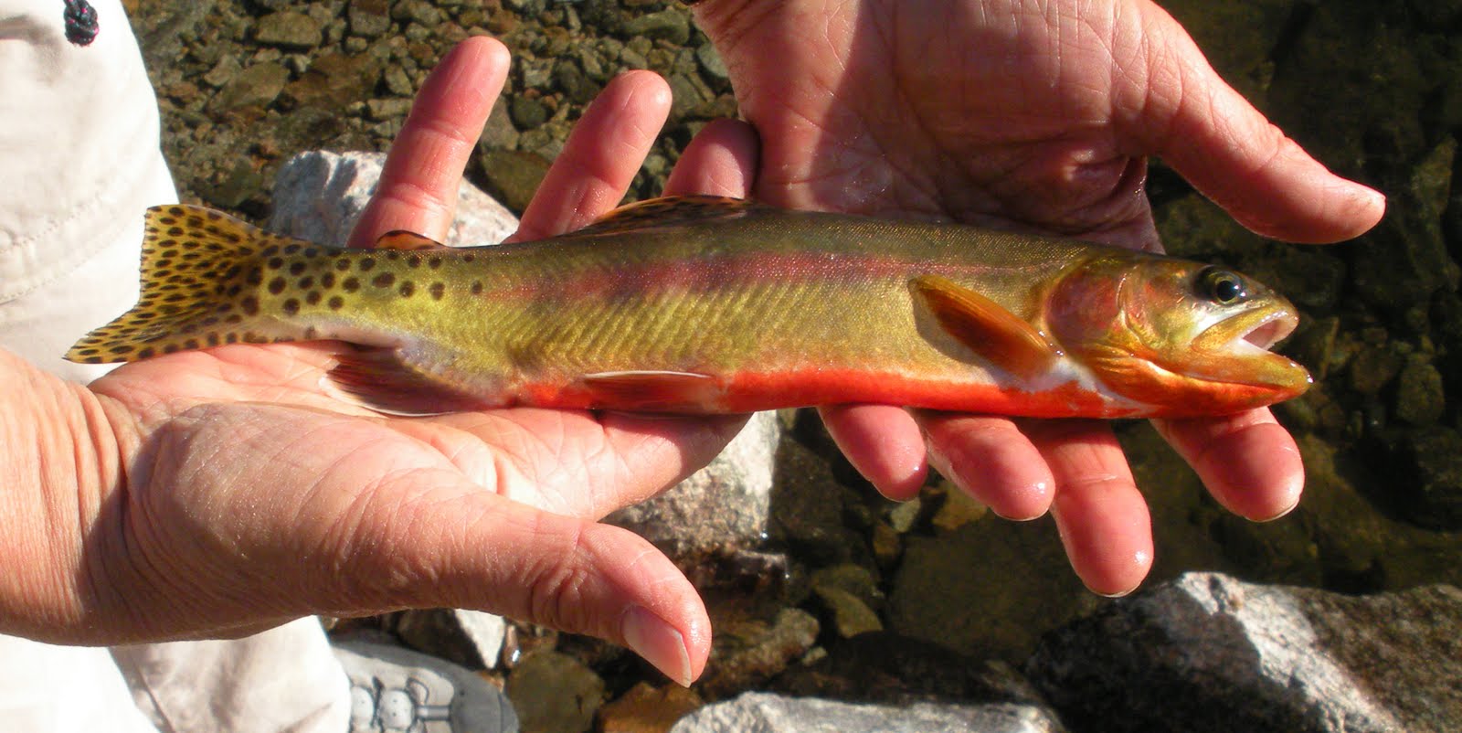 fishing planet rocky lake golden trout spinner fishing planet rocky lake golden trout spinner
