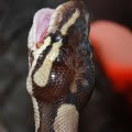 Madmartigan, the first of my Ball Python collection