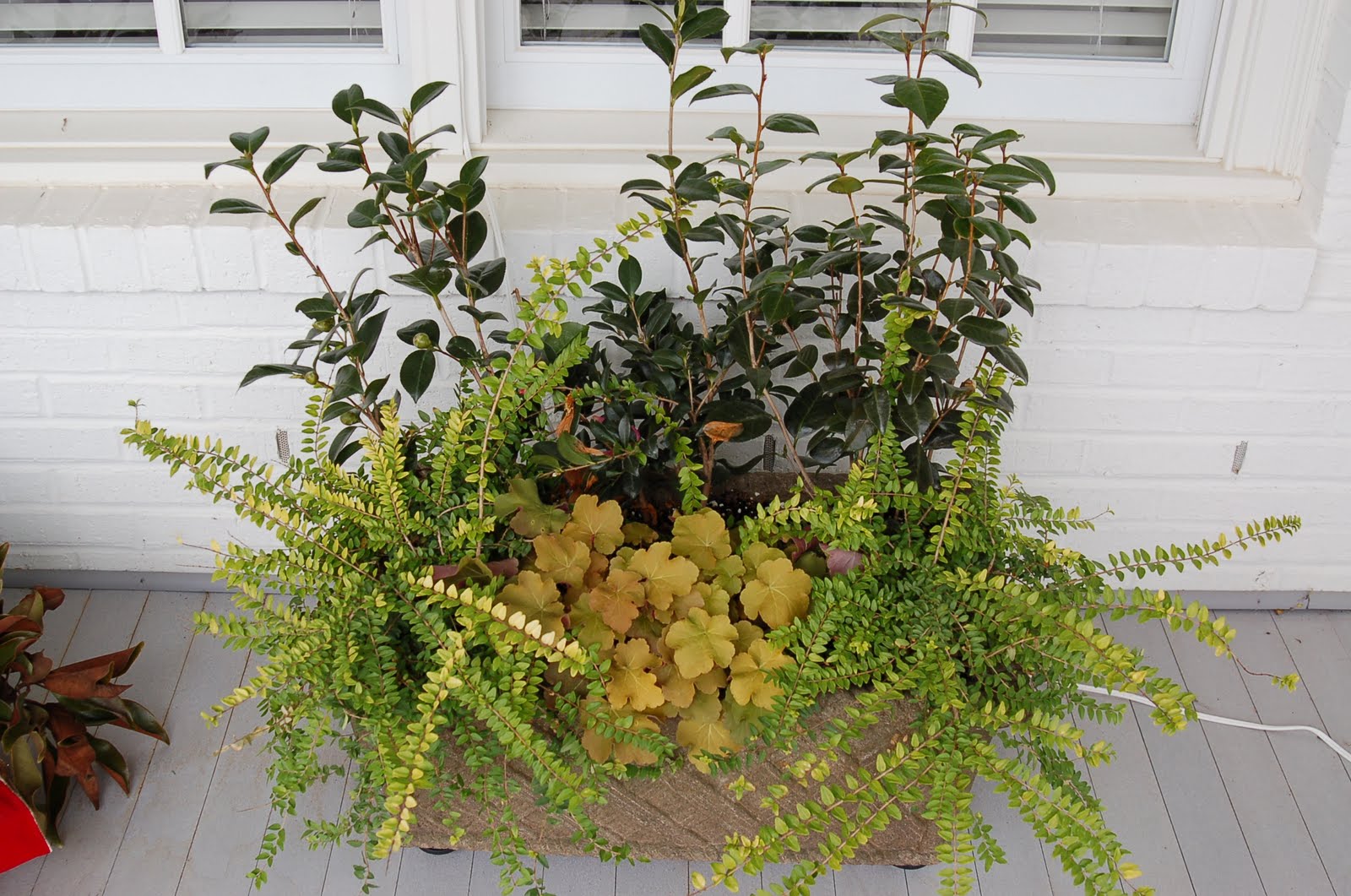 bwisegardening Day 2 A Shade Loving Option for Winter Containers