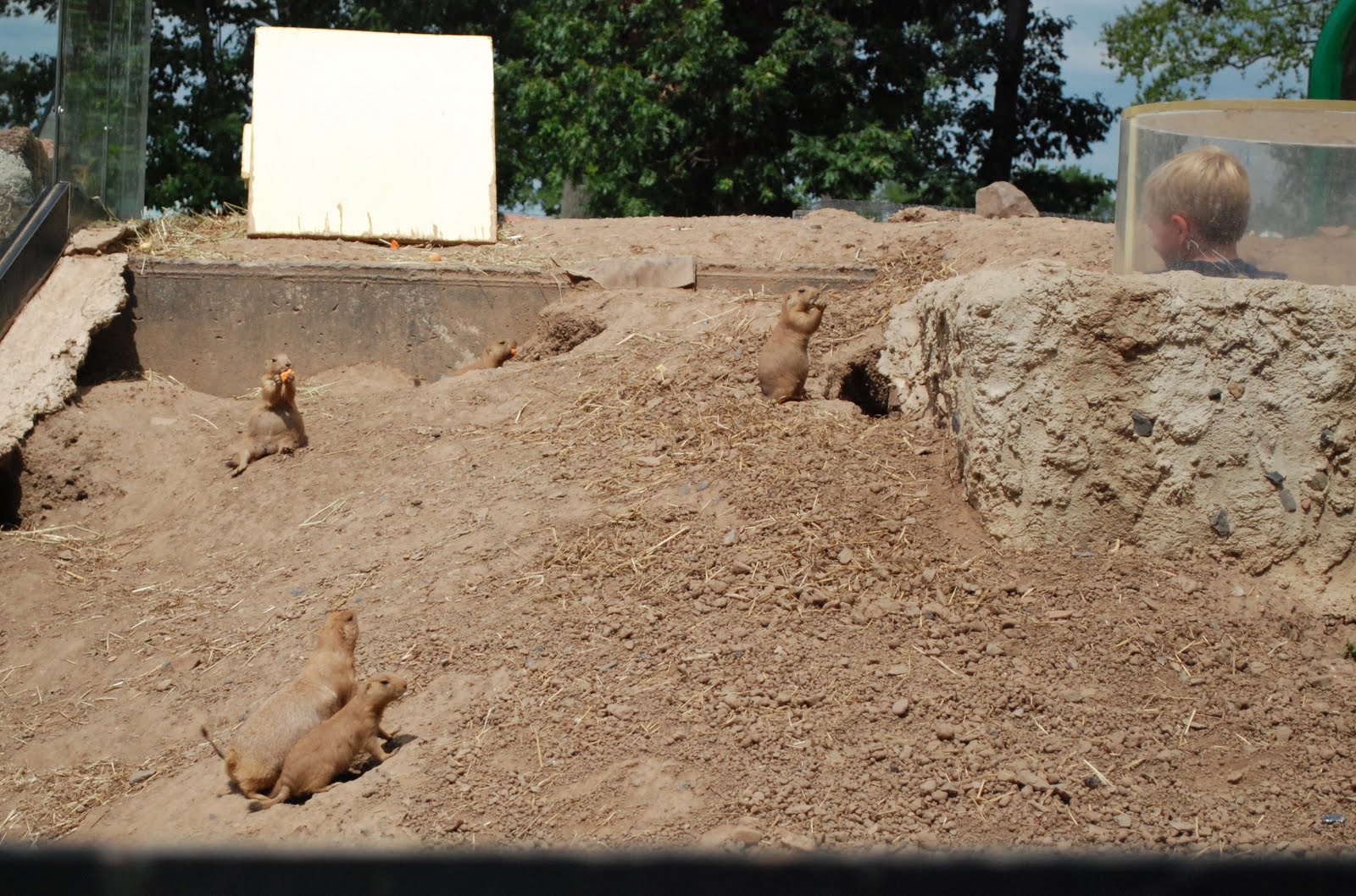 Margaret Montet Turtle Back Zoo