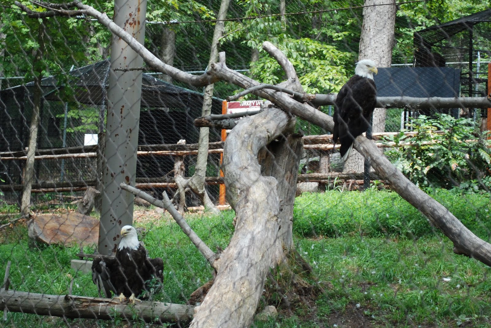 Margaret Montet Turtle Back Zoo