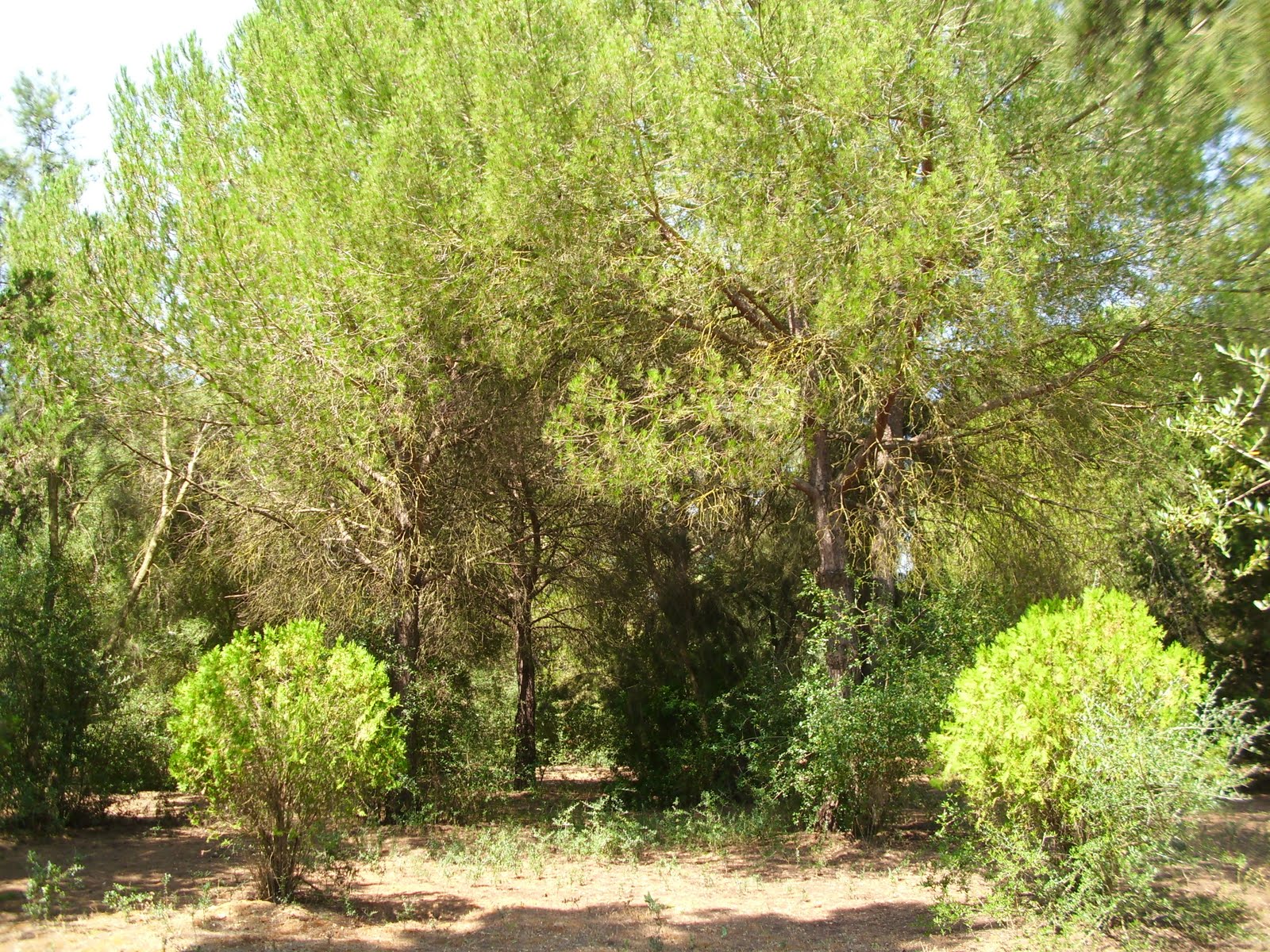 NATURALEZA VERDE DEL LEGOLAS PARQUE DE LA CORCHUELA SEVILLA