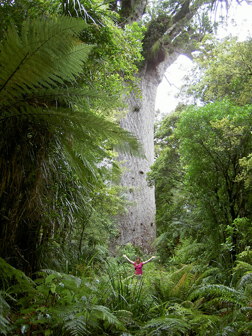 Waipoura Forest