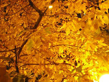 follaje de oro... otoño amarillo...