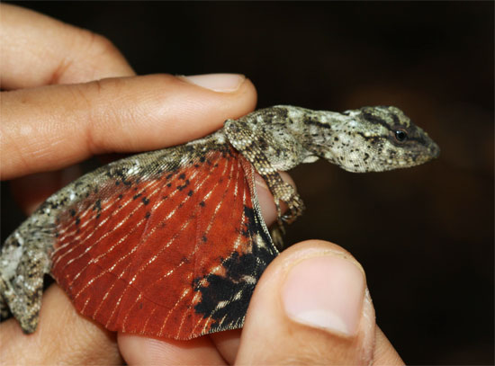 A Hang Out Destination: Miniature Flying Dragon Replica