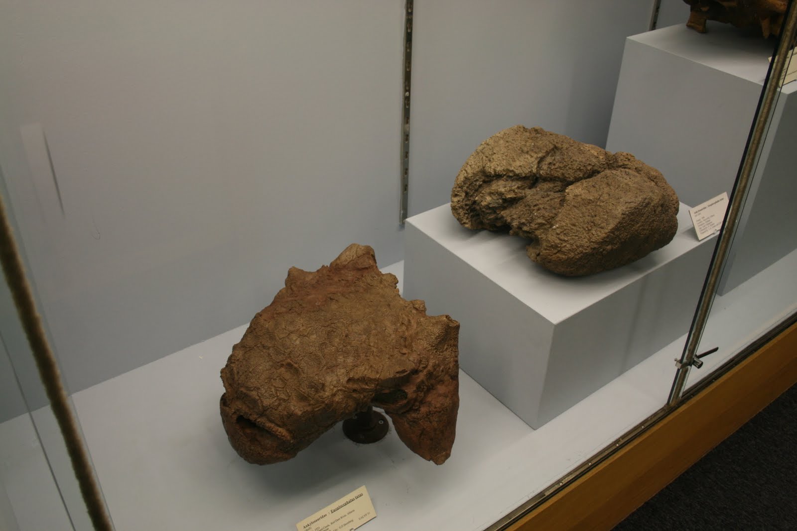Pseudoplocephalus: University of Alberta Palaeo Museum