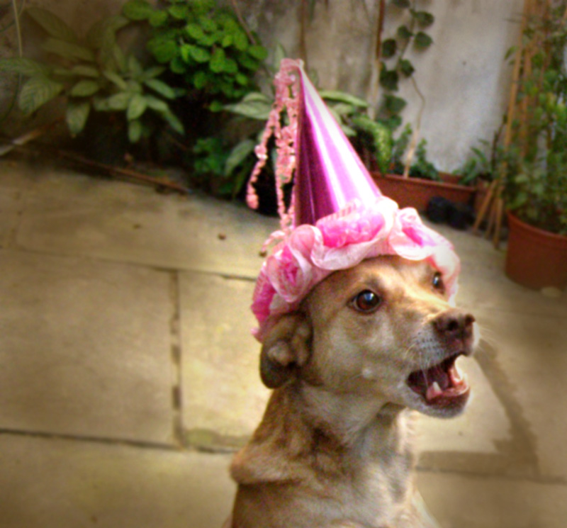 [perro+cumpleaños.jpg]