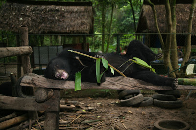 Bear in Laos Bear Rescue Center Laos