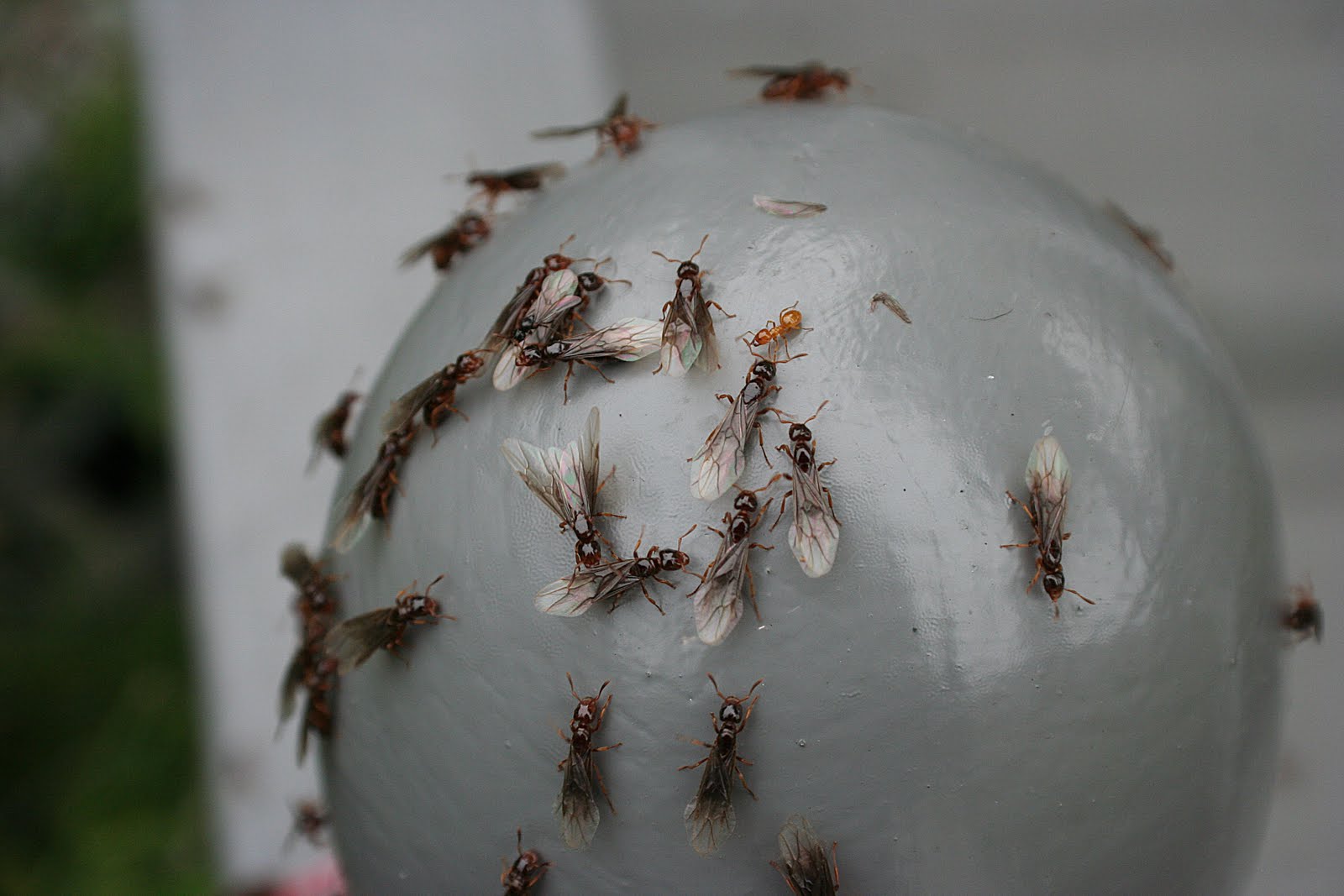 Flying Ants: Red Flying Ants In The House