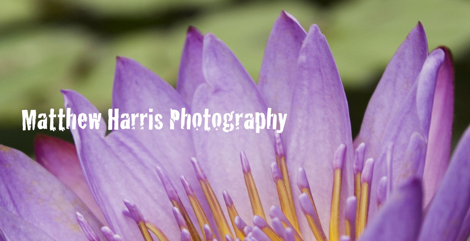 Matthew Harris Photography