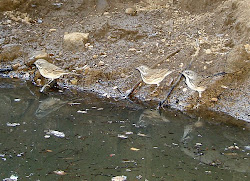 age trap sparrows sage codger camera differences plumage showing