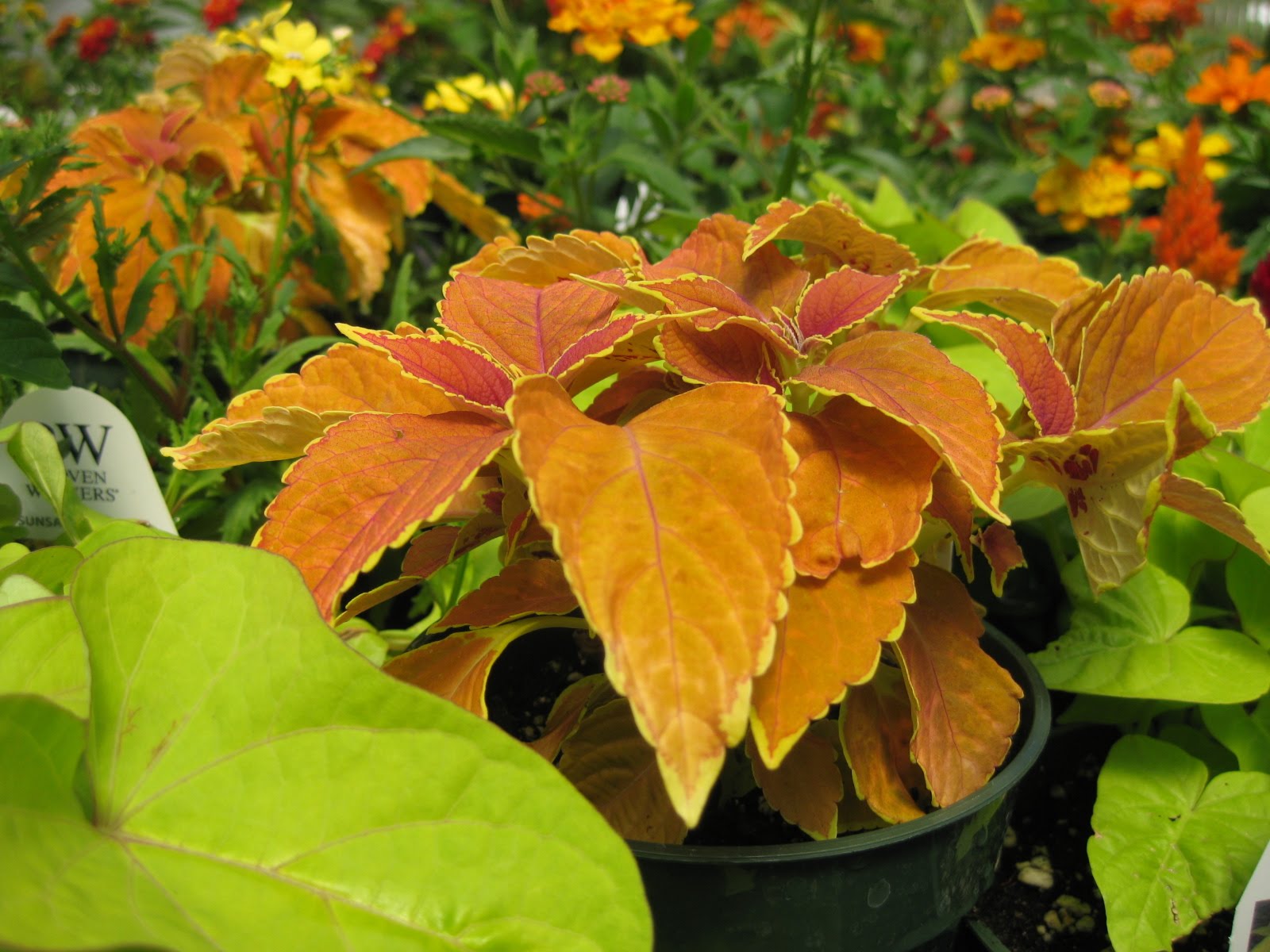 Victoria Gardens Annuals!