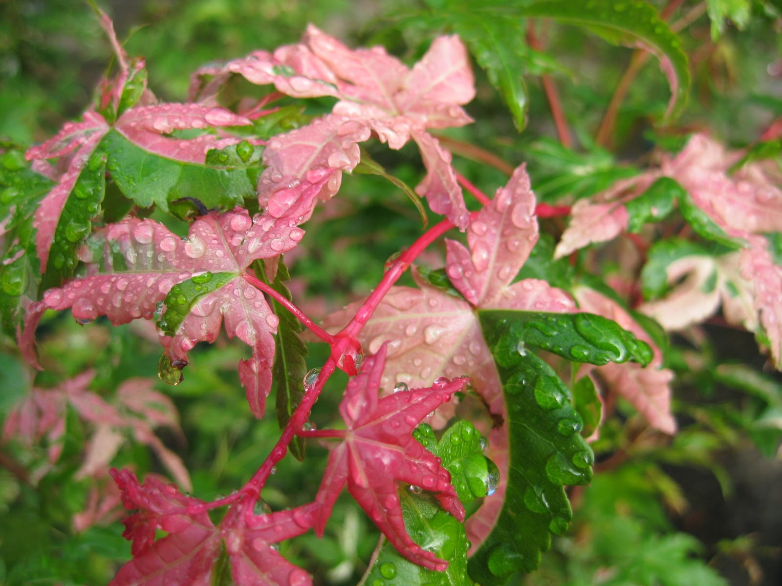 Victoria Gardens Pink, white, green and 20 off, oh my! Japanese Maple