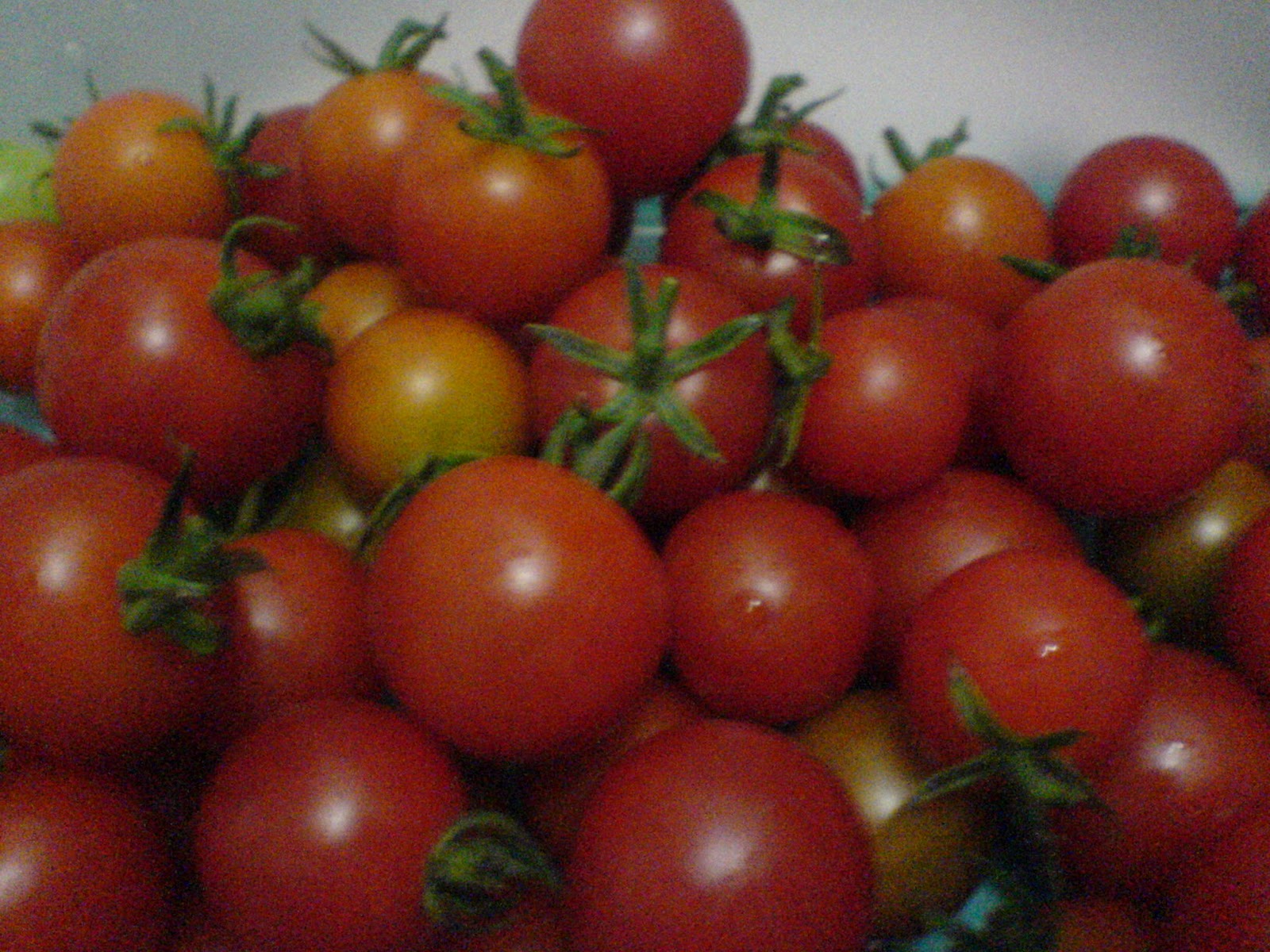 penyemaian bibit tomat ceri merah