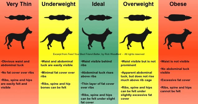 Feed+Your+Best+Friend+Better+Dog+Weight+Chart.jpg