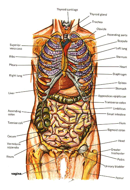 Human Body Virtual Tour