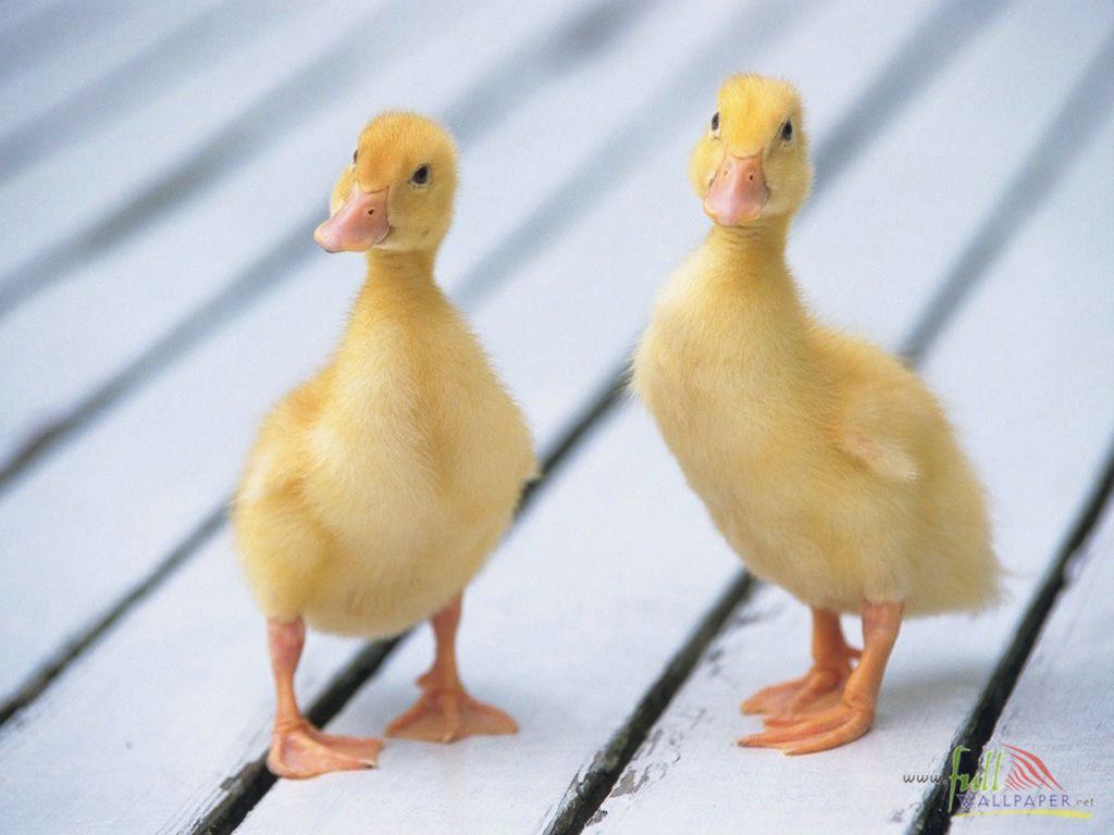 [Animal_Baby+Duck+Chicken_baby+duck+chicken+wallpaper-baby+duck+chicken+picture-baby-duck-chicke10.jpg]